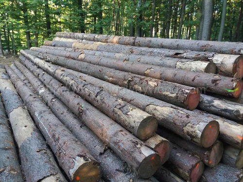 云杉原木報(bào)價(jià) 廠家